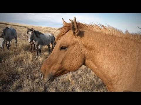 Видео: ҚҰЛАГЕР ЖӘНЕ МАЛЫШТІҢ ҮЙІРЛЕРІ 