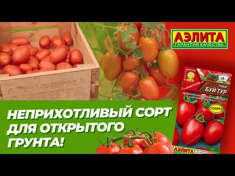 Видео: Низкорослый СОРТ ТОМАТА для ОТКРЫТОГО ГРУНТА - БУЙ ТУР