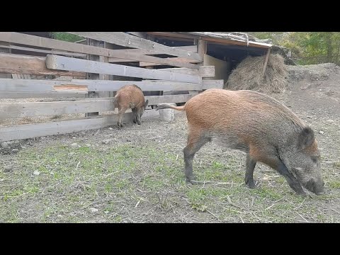 Видео: Дикие кабаны неохотно едят желуди.  Секач Фунтик поймал и сьел утенка