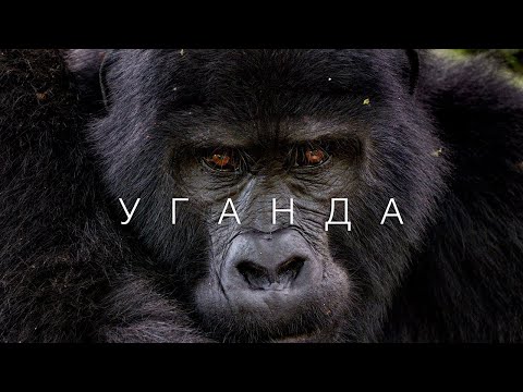 Видео: Уганда – Перлина Африки. Сафарі, горили та гори Рувензорі