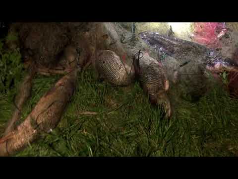 Видео: Браконьєрство на річці Дністер в нерестовий період м Галич 2018