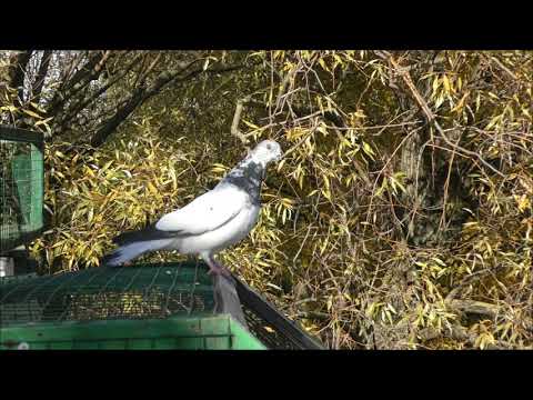 Видео: Выпуск Будапештских  9 10 21