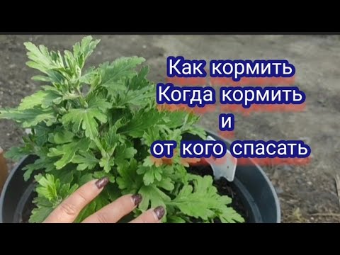 Видео: Хризантема мультифлора. Подкормки и вредители !