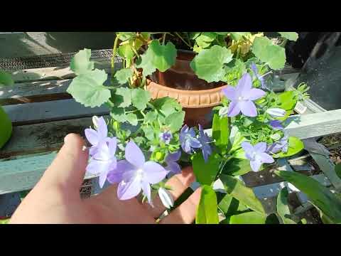 Видео: ОБЗОР МОИ РАСТЕНИЯ, КОМНАТНЫЕ ЦВЕТЫ АВГУСТЕ  2025 РОСЛИНИ КВІТИ