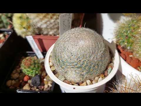 Видео: Осенняя обработка кактусов🌸🌵 Белоопушенные маммиллярии🌵
