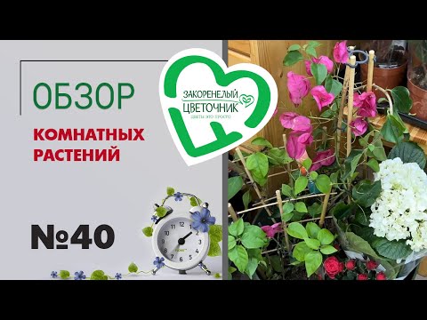 Видео: #40 Обзор комнатных растений в магазине | Рипсалисы, папоротники, диффенбахии, цветущие комнатные