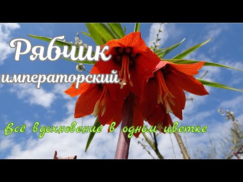 Видео: Рябчик императорский / Fritillaria imperialis