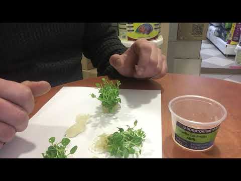 Видео: Обзор Аквариумное растение Лобелия пурпурная «Мини» (LOBELIA CARDINALIS MINI) в питательном геле