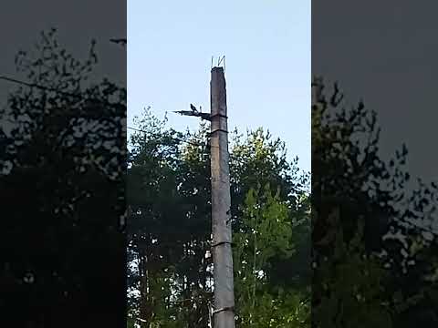 Видео: Потому что ДЯТЕЛ