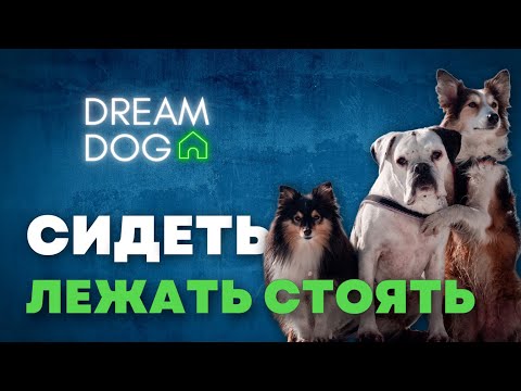 Видео: Сидеть Лежать Стоять 🐶 Как обучить без придавливания и ошибок