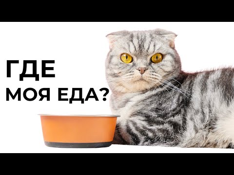 Видео: СКОЛЬКО РАЗ в день нужно КОРМИТЬ КОШКУ