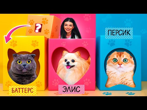Видео: СЕКРЕТНЫЕ КОМНАТЫ из КАРТОНА по ЦВЕТАМ для КОШКИ и СОБАКИ | Питомцы в шоке!