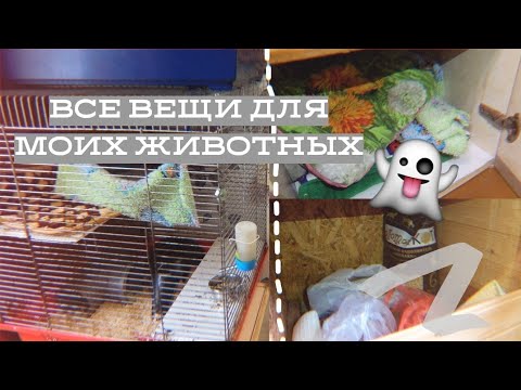 Видео: ВСЕ ВЕЩИ МОИХ ЖИВОТНЫХ