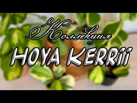 Видео: Коллекция Hoya Kerrii