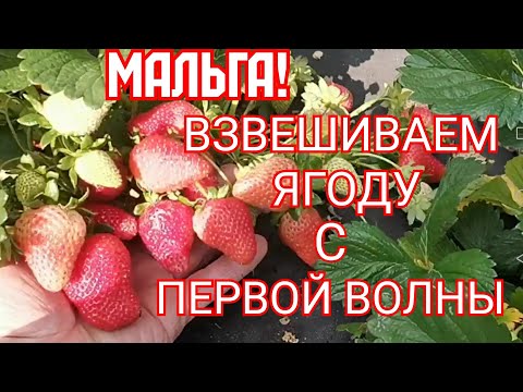 Видео: /Сколько дает Мальга с куста, за первую волну!/