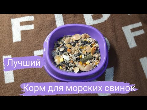 Видео: ||Лутший корм для морских свинок|| Качество и бюджет||