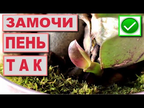 Видео: ЗАМОЧИ ПЕНЬ ОРХИДЕИ ТАК - БУДЕТ ДЕТКА! ЭКСПЕРИМЕНТ С РЕЗУЛЬТАТОМ! ДЕТКА НА ПНЕ, РОЖДЕННАЯ ПОД ВОДОЙ!
