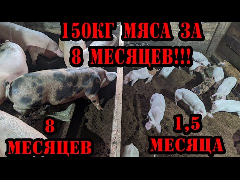 Видео: Как нужно кормить свиней /Максимальный прирост в минимальные сроки!