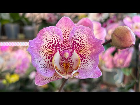 Видео: Традициям не изменяем ! Презентация красивейших орхидей
