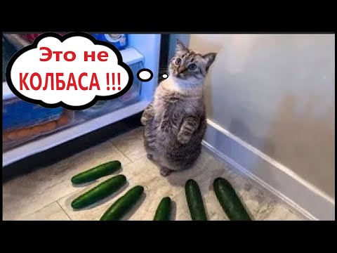 Видео: Приколы с котами! Смешные коты!!! С ОЗВУЧКОЙ! Самые смешные животные