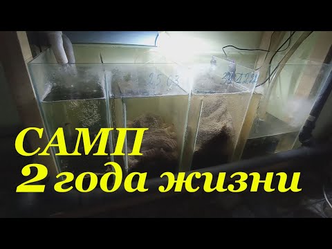Видео: Фильтруем воду в аквариумах на разводне САМП для аквариума