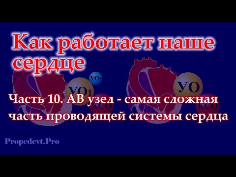 Видео: Как работает наше сердце. Часть 10. АВ узел.