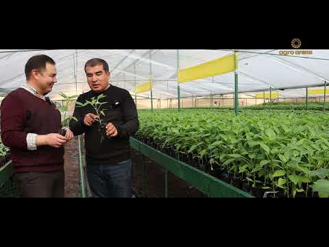 Видео: Иссиқхонада Болгарски кўчат тайёрлаб олиш сирлари.