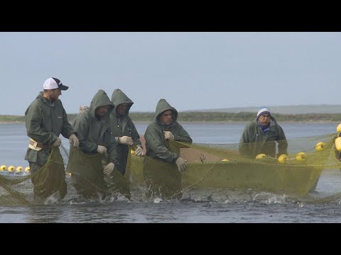 Видео: Трудовая слава Камчатки. Рыбная отрасль