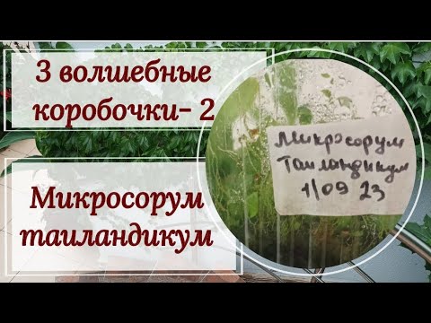 Видео: 3 волшебные коробочки часть 2. Микросорум таиландикум. Пикировка сеянцев.