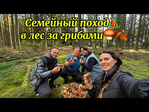 Видео: Поход за грибами с родителями 🍄 | Тихая охота в осеннем лесу🍂