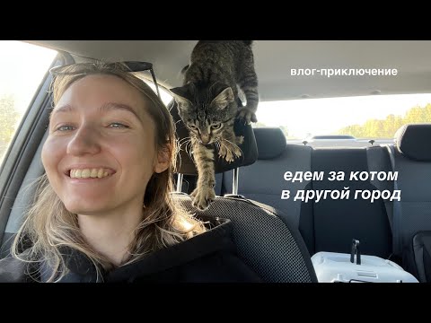 Видео: влог: обустройство дома и появление котика 