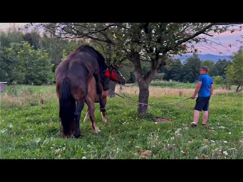 Видео: Ціґан та кобила Куба в сильній охоті 