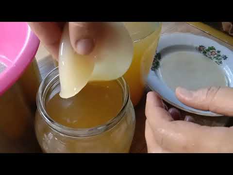 Видео: уксус на основе уксусной матки готов. уксусная матка - гриб сверху уксуса.