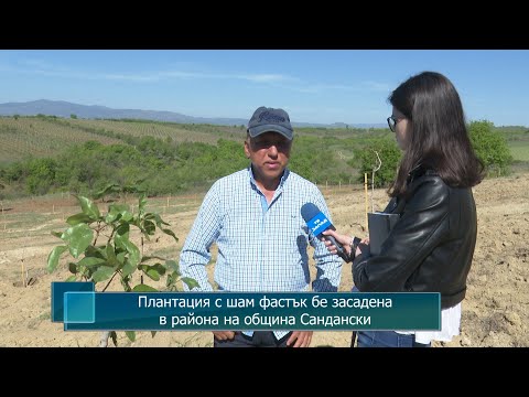 Видео: Плантация с шам фастък бе засадена в района на община Сандански