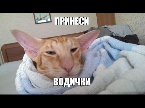 Видео: Похмелье что делать