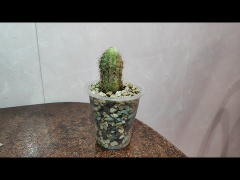 Видео: 16.06.21.пытаюсь спасти маленький Кактус.. посадка в Лечузу Пон.