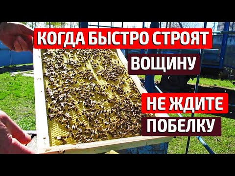 Видео: Когда расширять пчелиное гнездо вощиной Отстройка вощины Как и когда подставлять вощину