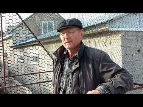 Видео: Сельские голуби в Александровском / Rural pigeons in Alexandrovsky