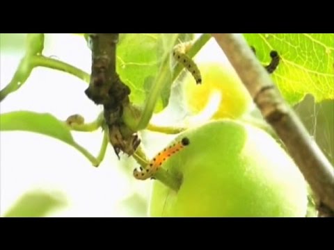 Видео: Виды пилильщика и борьба с ним