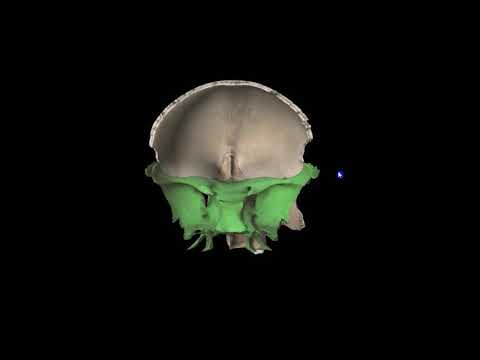 Видео: Сына тәрізді сүйек