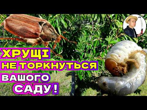 Видео: ХРУЩІ АТАКУЮТЬ. Від Хрущів та Хробаків Надійний та Перевірений Метод!