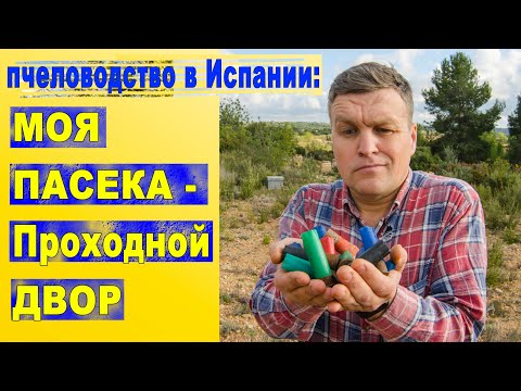 Видео: Моя пасека - проходной двор! / Пересаживаю пчел в шестирамочник