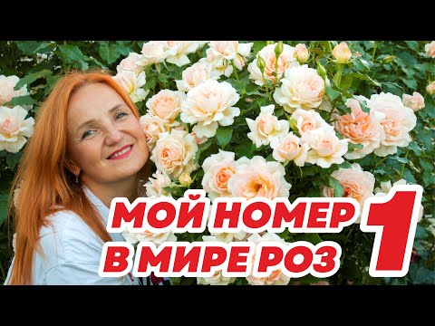 Видео: МОЙ НОМЕР 1 В МИРЕ РОЗ. ЧАНДОС БЬЮТИ. ОБРЕЗКА ЧАЙНО-ГИБРИДНЫХ И СРЕЗОЧНЫХ РОЗ. КРАСИВЫЕ РОЗЫ.