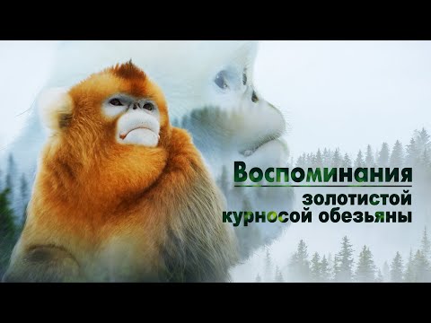 Видео: «Воспоминания золотистой курносой обезьяны»