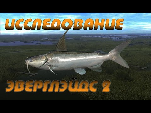 Видео: Fishing Planet PS4 # Исследование Эверглэйдс 2 / Флорида