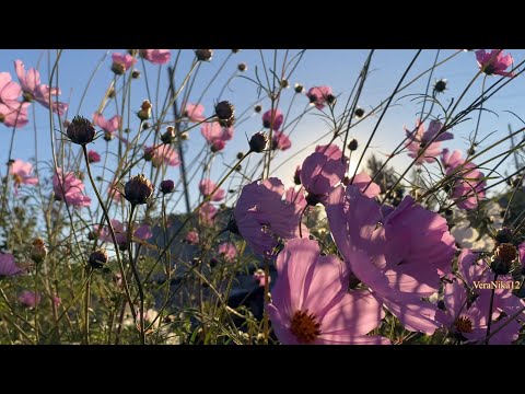 Видео: Влог.Просили и выпросили-1-я серия. Для тех кто смотрит каждый день.19 сентября 24 Морозец крепчает.