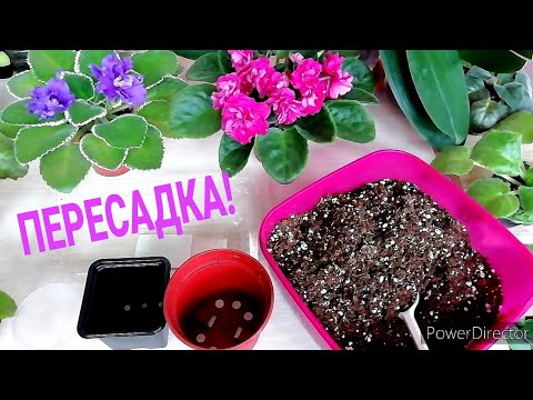Видео: ПЕРЕСАДКА ФИАЛОК в свежий грунт. КОГДА пересаживать, РАЗМЕР ГОРШКА, КАКОЙ ГРУНТ.//Новичкам!