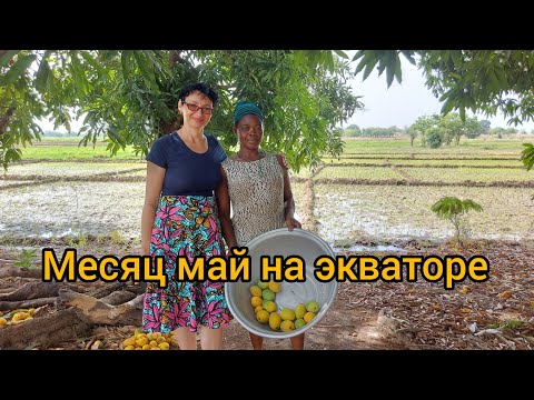 Видео: #28 Мой африканский сад и домашние животные.Как растет дерево кешью/Гана