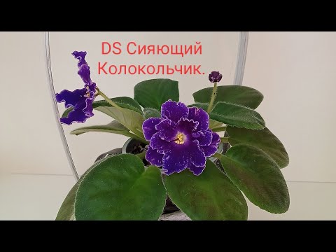 Видео: Выращивание Сортовых фиалок! Как коллекционеры заботятся о сохранности сорта.