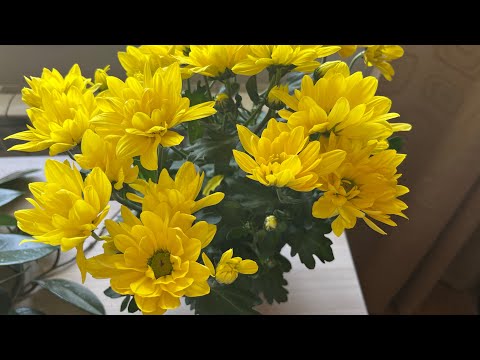 Видео: Купила цветок на балкон